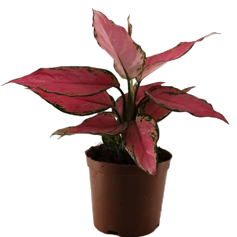 Aglaonema Red Angel