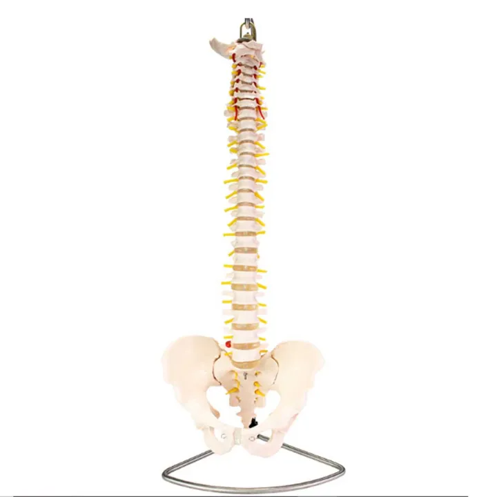 Anatomical Model Spine with Pelvis Life Size