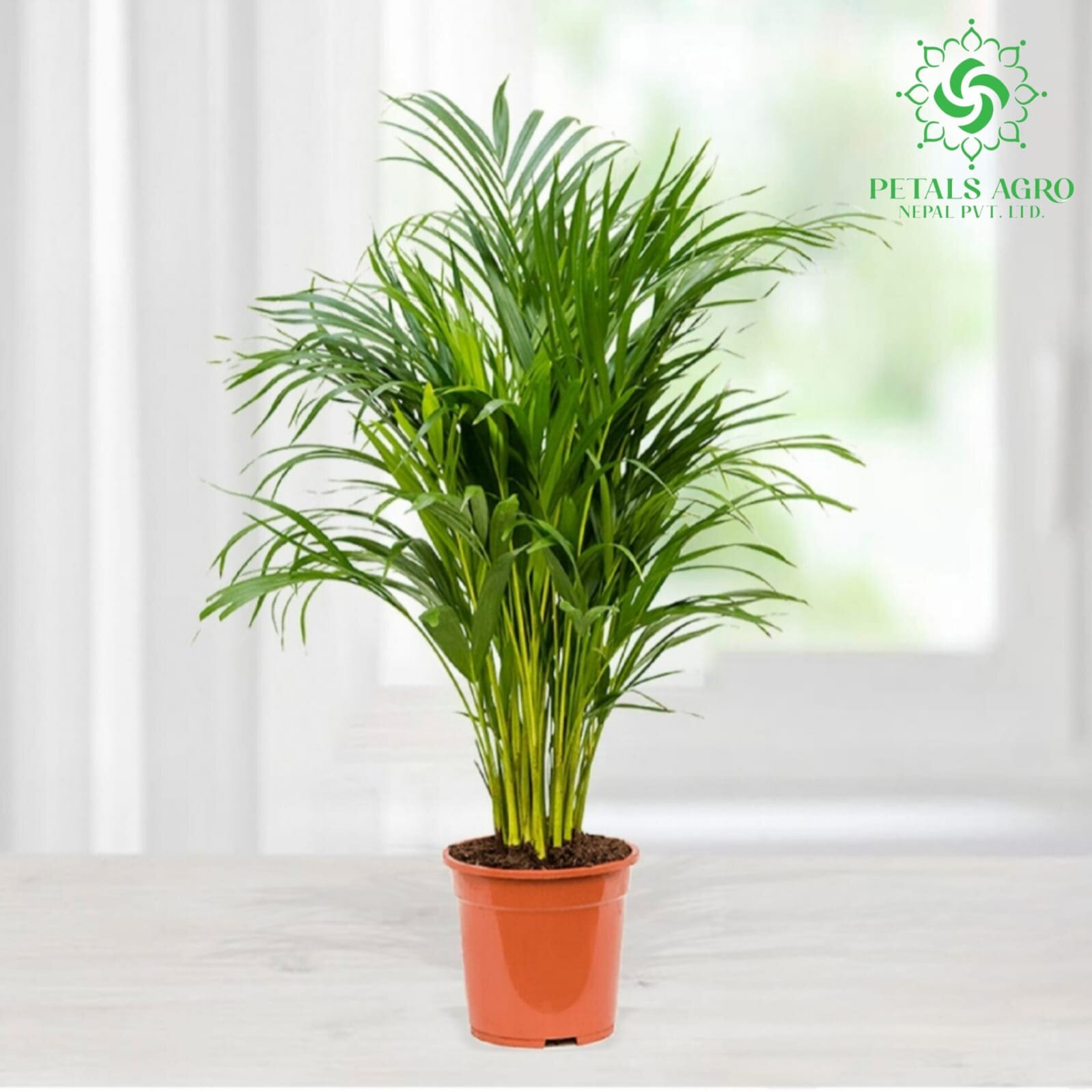 Arica Palm
