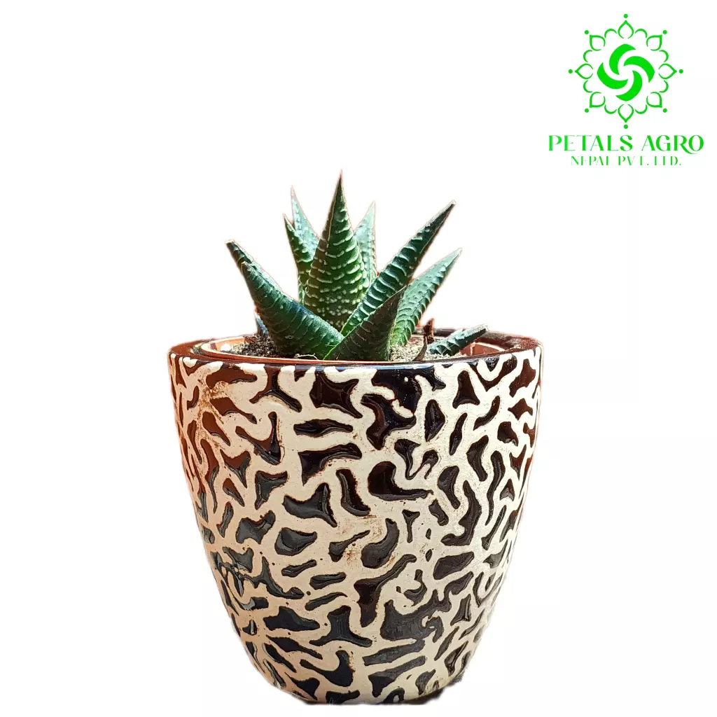 Haworthia With Ceramic Pot