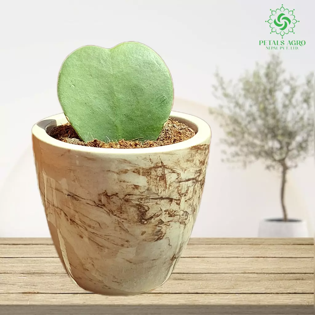 Hoya Green Heart (Sweetheart Hoya)