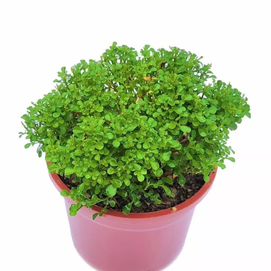 Kamini Dwarf
