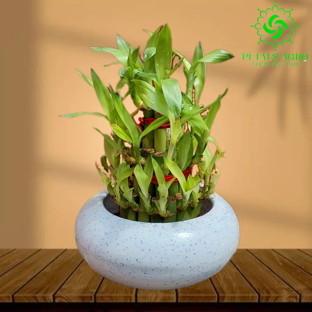 Three Layers Lucky Bamboo