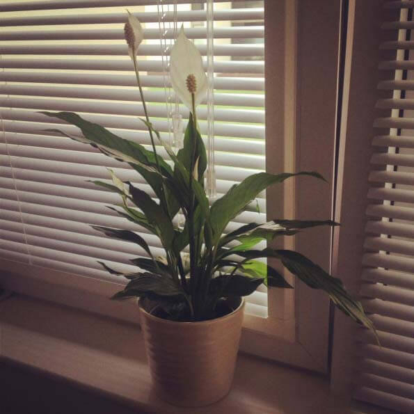 Peace Lily(spathiphyllum)