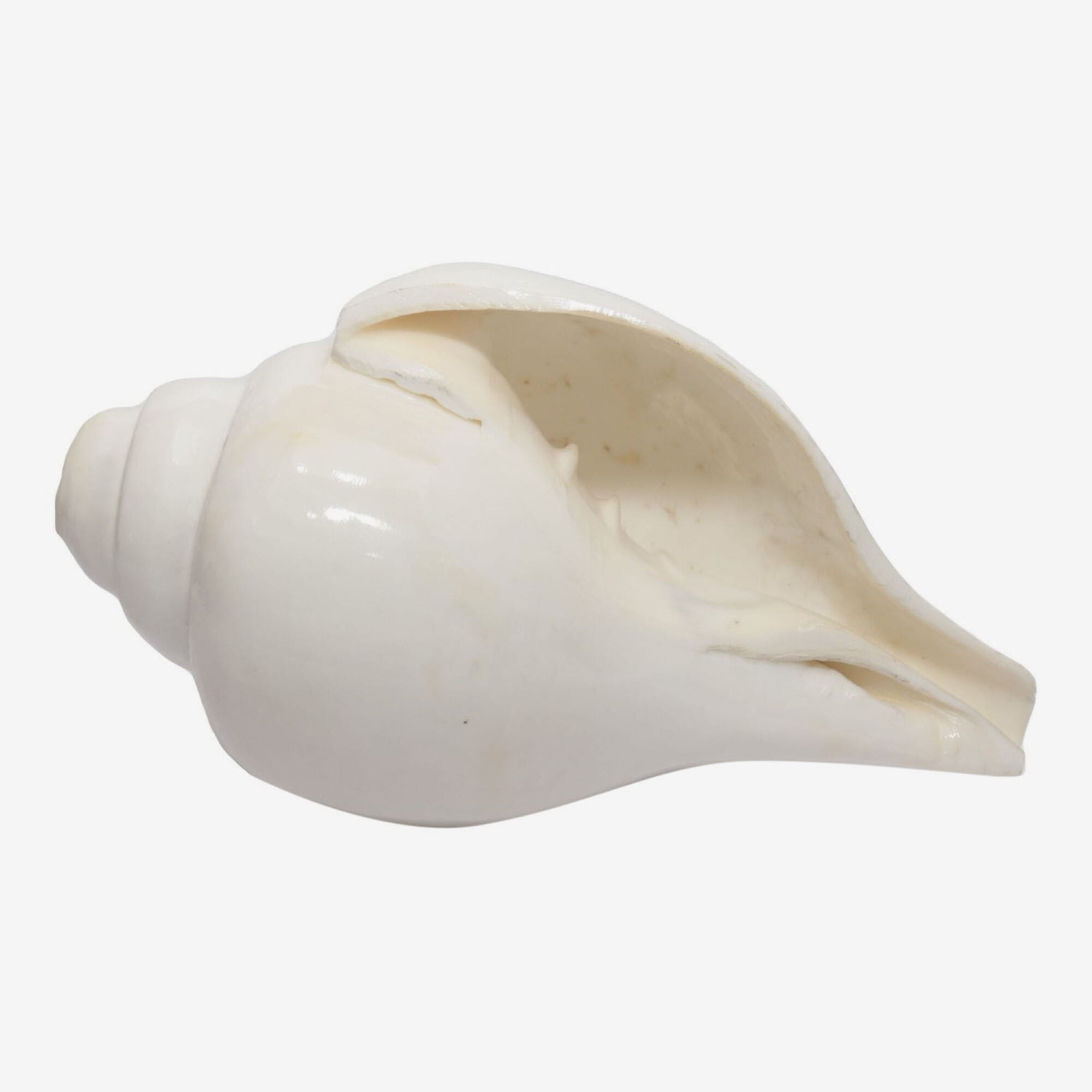 Seven Chakra Handicraft - Extra Large Sized Conch Shells (Sankha) 23 cm 1.2 Kg