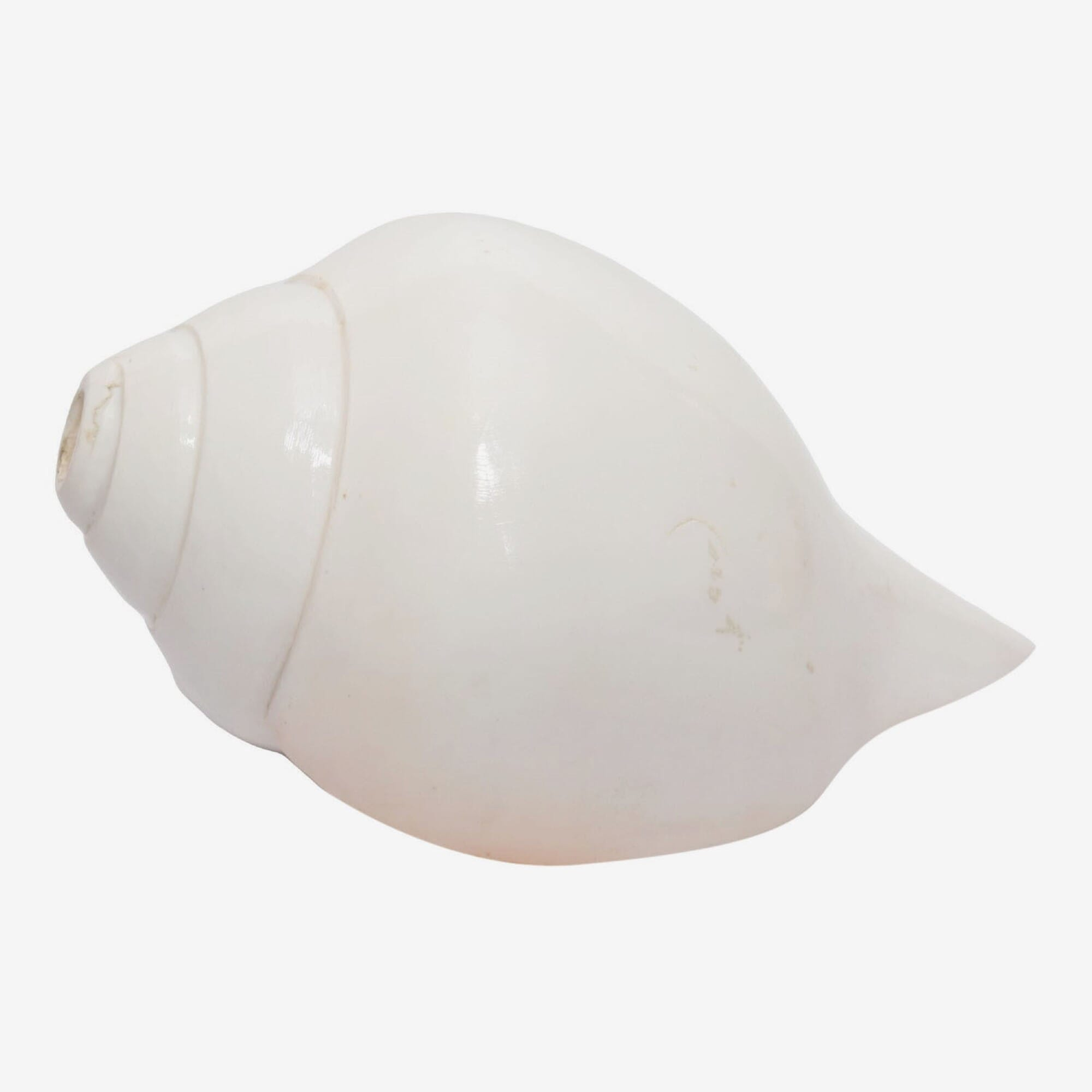 Seven Chakra Handicraft - Large Sized Conch Shells (Sankha) 20 Cm 1 Kg