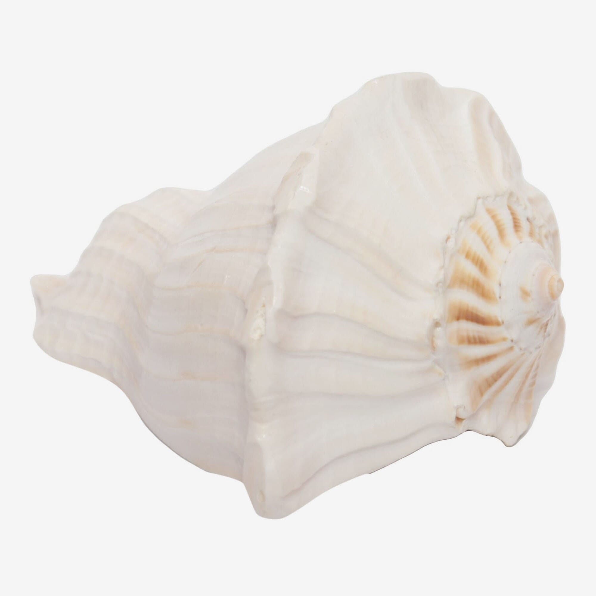 Seven Chakra Handicraft - Small Sized Conch Shells (Sankha) 13 cm 260 g
