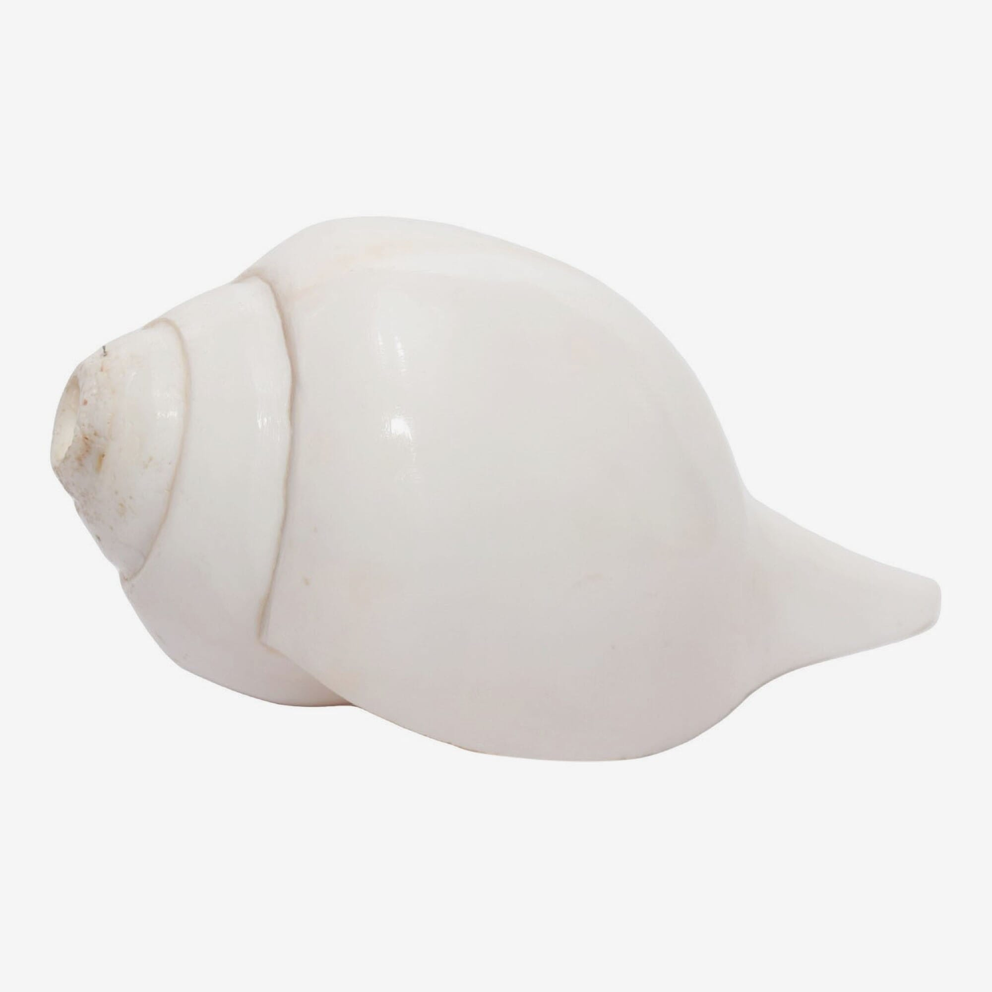 Seven Chakra Handicraft - Medium Sized Conch Shells (Sankha) 28 cm 470 g