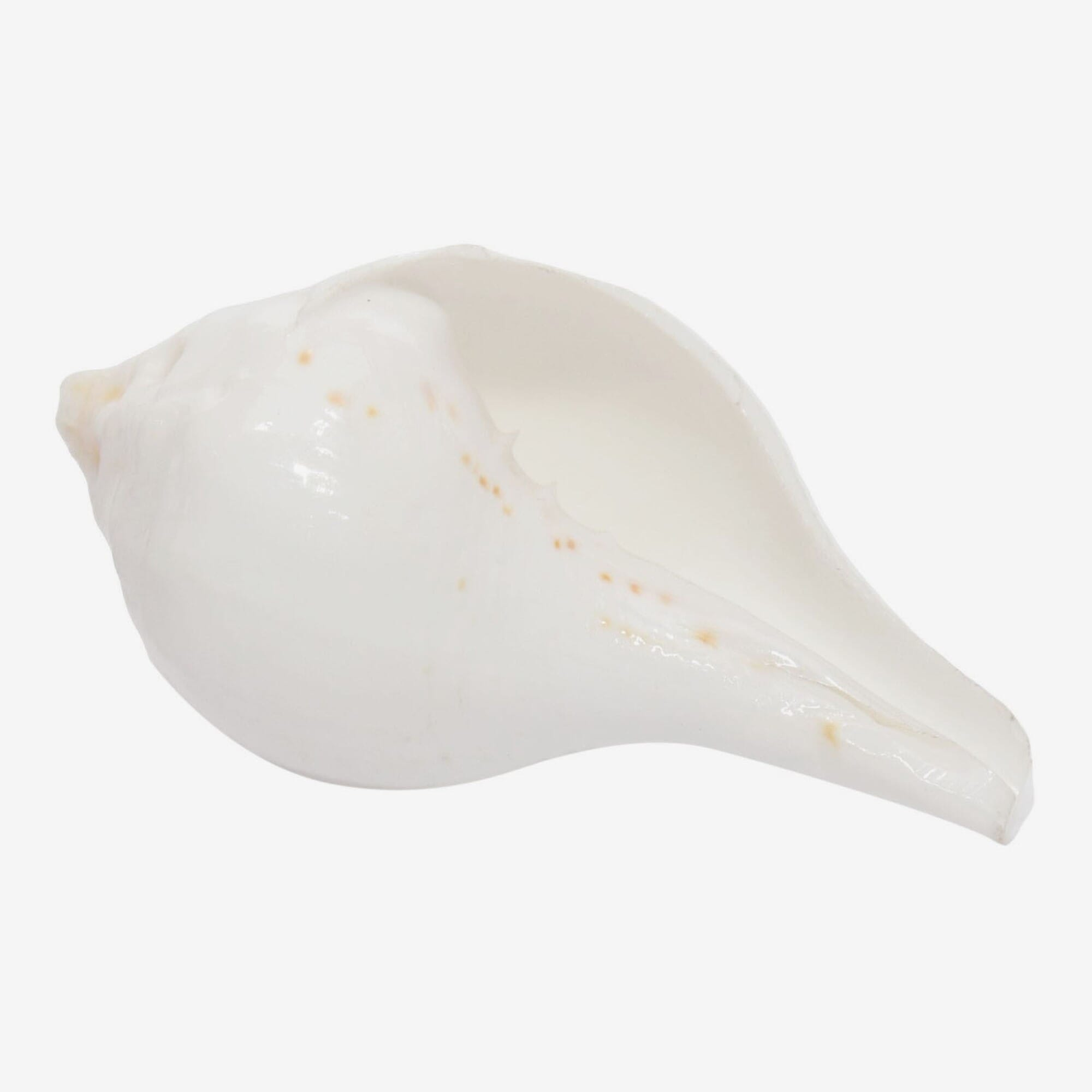 Seven Chakra Handicraft - Smallest Sized Conch Shells (Sankha) 7 Cm 0.05 G