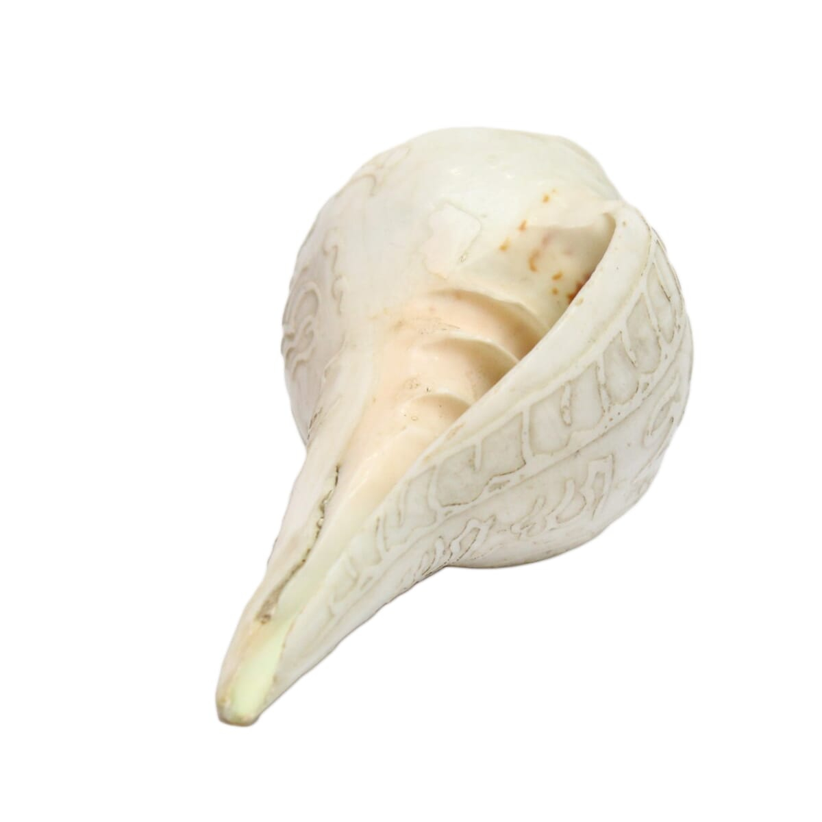 Seven Chakra Handicraft -White Mandala Carved Conch Shells (Sankha)- 3.5"