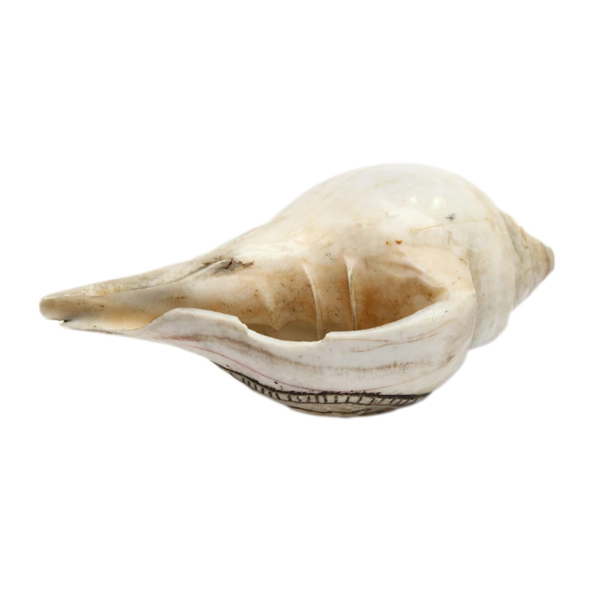 Seven Chakra Handicraft - White Mandala Carved Conch Shells (Sankha)- 3.5"