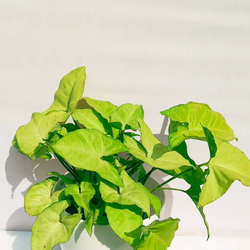 Syngonium(arrowhead Plant)