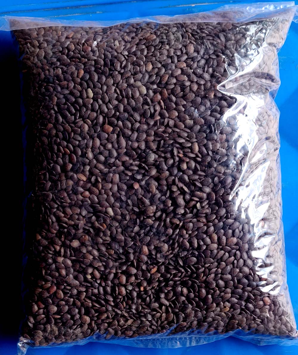 White Lotus Horse Gram ( Kalo Gahat) 500gm Pyuthan