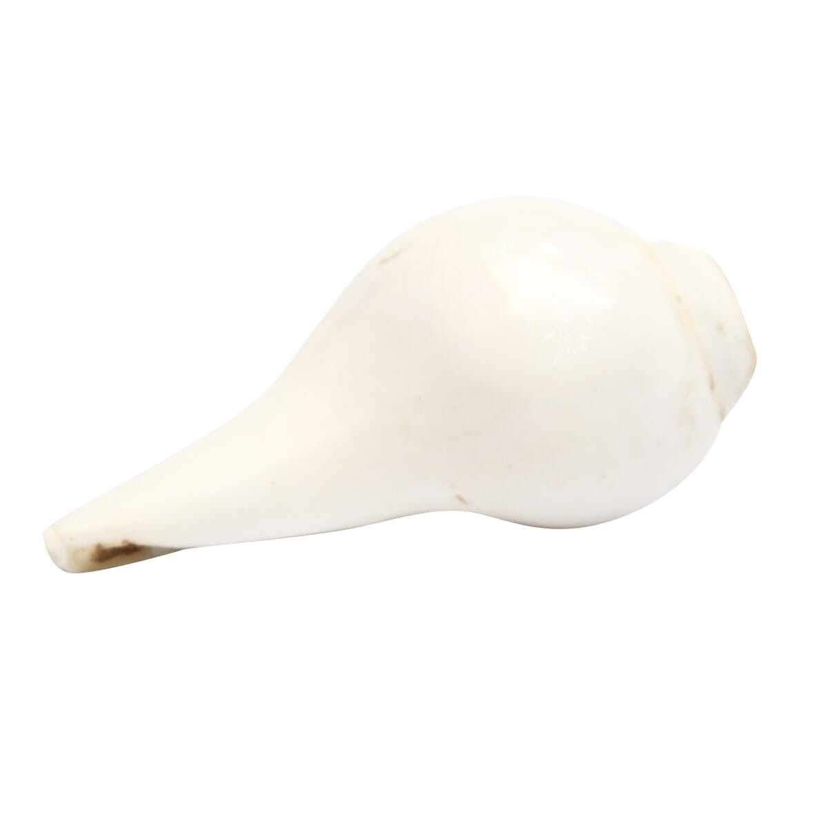 Seven Chakra Handicraft - White Solid Conch Shells (Sankha)- 3.5"